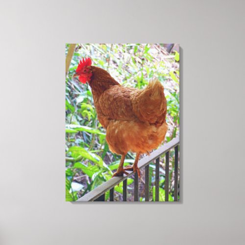 Rhode Island Red Hen Canvas Print