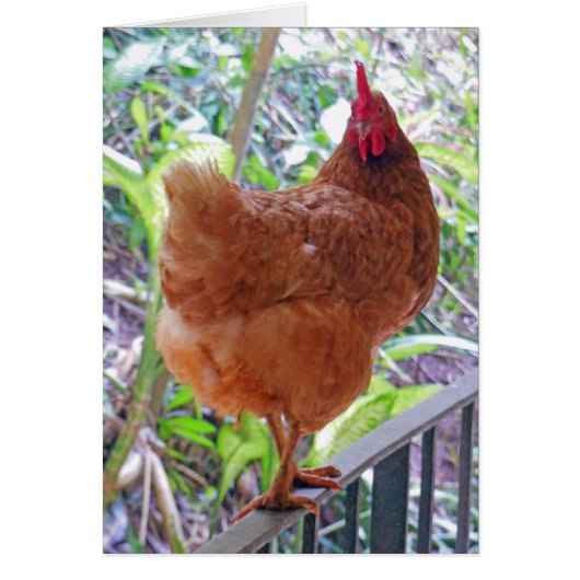 Rhode Island Red Hen Cards (Front)