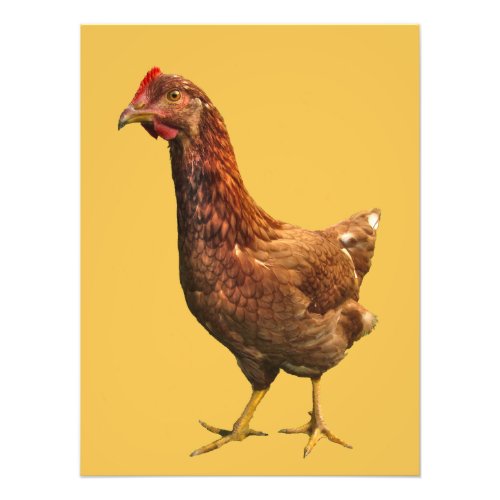 Rhode Island Red Hen Chicken Photo Print