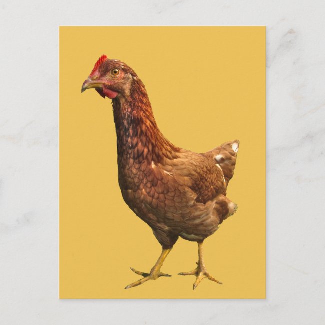 Rhode Island Red Hen Chicken Postcard