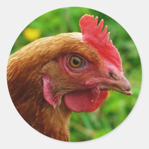 Rhode Island Red Hen Classic Round Sticker