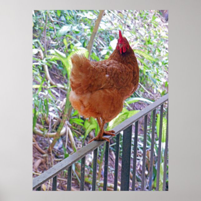 Rhode Island Red Hen Poster (Front)