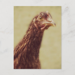 Rhode Island Red Pullet - Chicken Picture Postcard