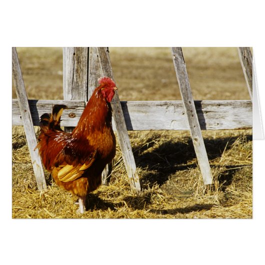 Rhode Island Red Rooster Cards (Front Horizontal)