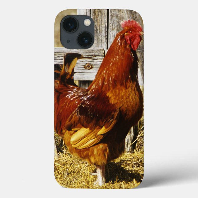 Rhode Island Red Rooster Case-Mate iPhone Case (Back)