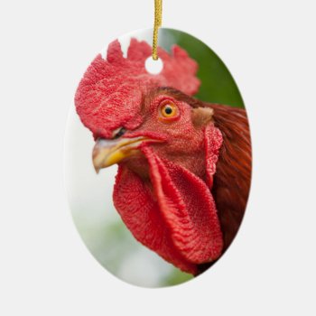 Rhode Island Red Rooster Ceramic Ornament by PixLifeBirds at Zazzle
