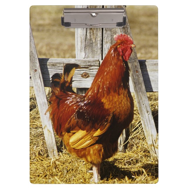 Rhode Island Red Rooster Clipboard (Front)