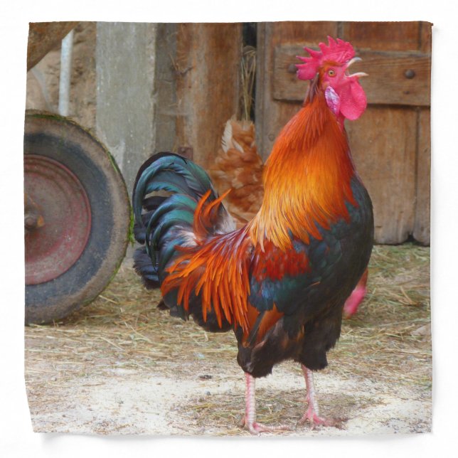 Rhode Island Red Rooster Crowing in Barnyard Bandana (Front)