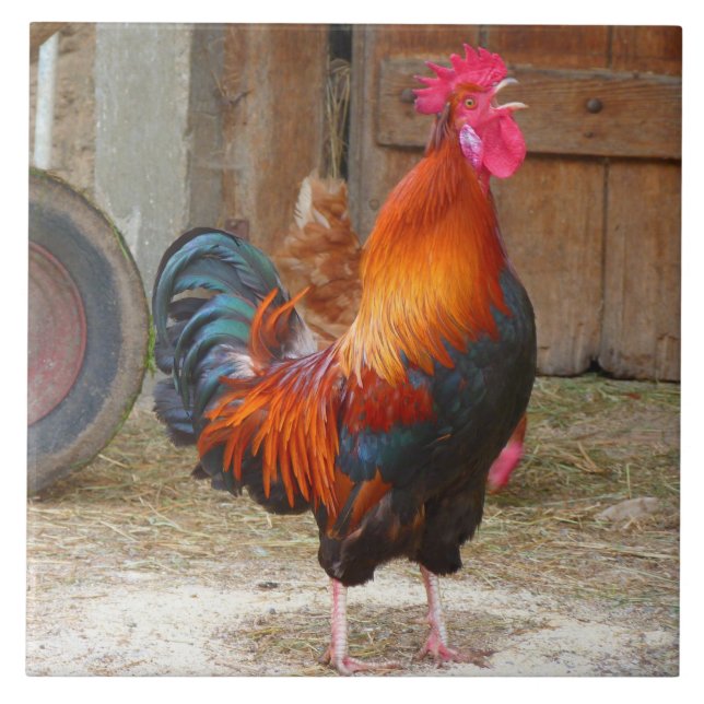 Rhode Island Red Rooster Crowing in Barnyard Ceramic Tile (Front)