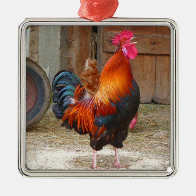Rhode Island Red Rooster Crowing in Barnyard Metal Ornament (Front)