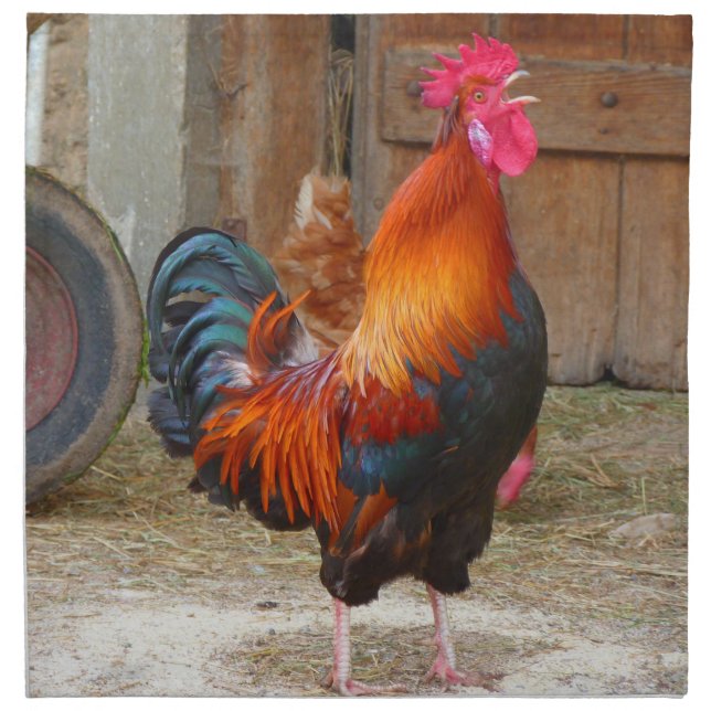 Rhode Island Red Rooster Crowing in Barnyard Napkin (Front)