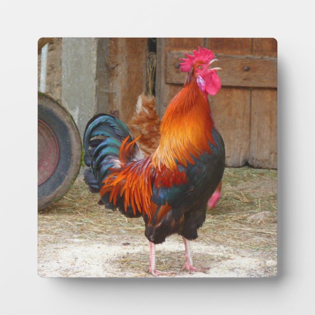 Rhode Island Red Rooster Crowing in Barnyard Plaque (Front)