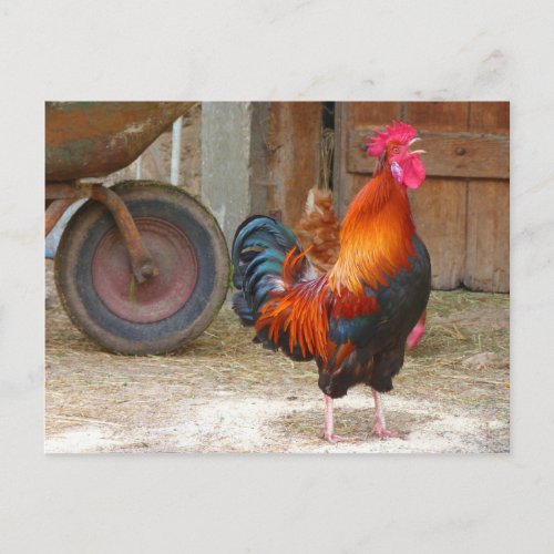 Rhode Island Red Rooster Crowing in Barnyard Postcard