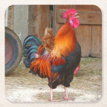 Rhode Island Red Rooster Crowing in Barnyard Square Paper Coaster