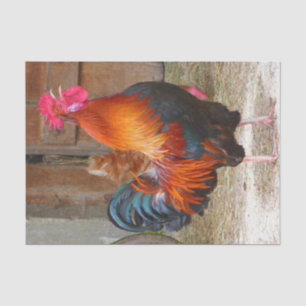 Rhode Island Red Rooster Crowing in Barnyard Tissue Paper
