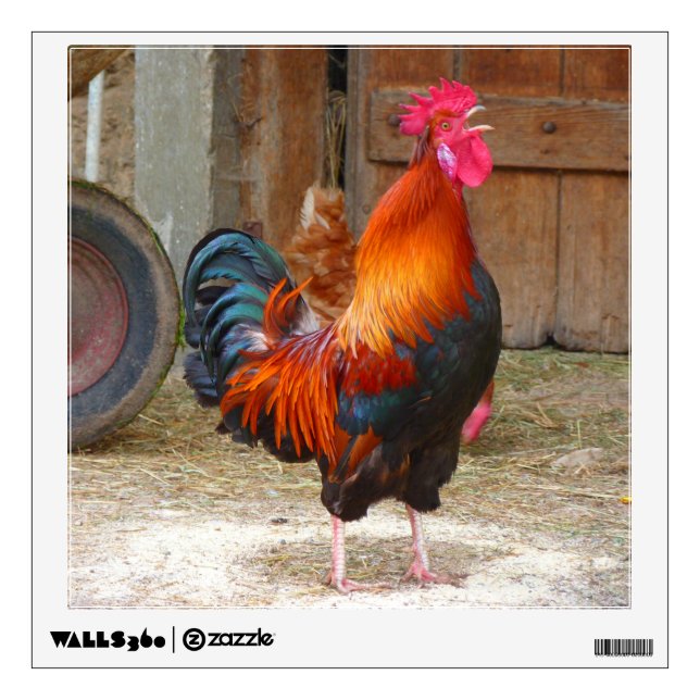 Rhode Island Red Rooster Crowing in Barnyard Wall Decal (Front)