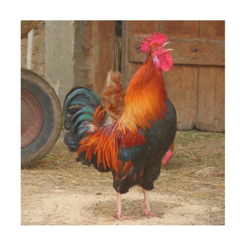 Rhode Island Red Rooster Crowing in Barnyard Wood Wall Decor