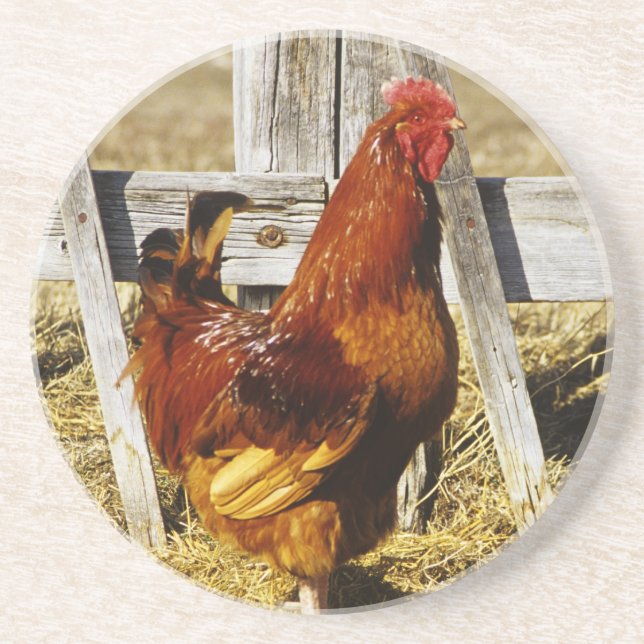 Rhode Island Red Rooster Drink Coaster (Front)
