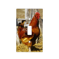 Rhode Island Red Rooster