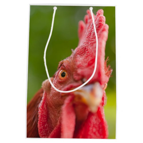 Rhode Island Red Rooster Medium Gift Bag