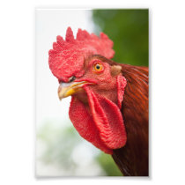 Rhode Island Red Rooster Photo Print