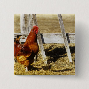 Rhode Island Red Rooster Pinback Button