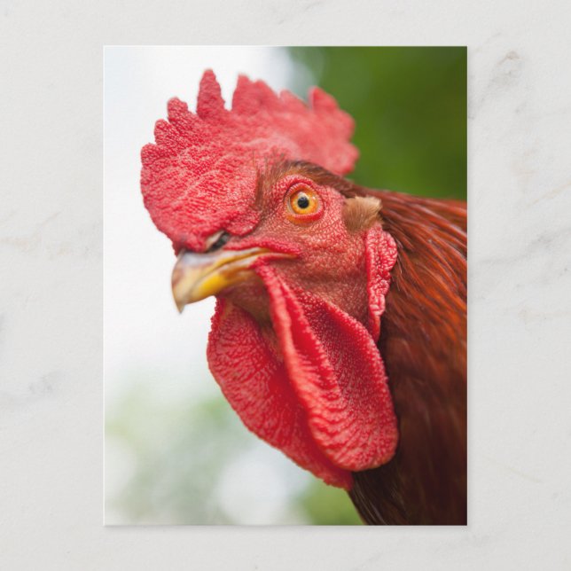 Rhode Island Red Rooster Postcard (Front)