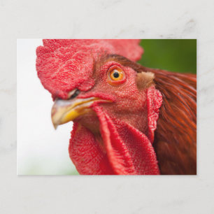 Rhode Island Red Rooster Postcard