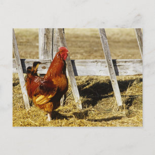 Rhode Island Red Rooster Postcard