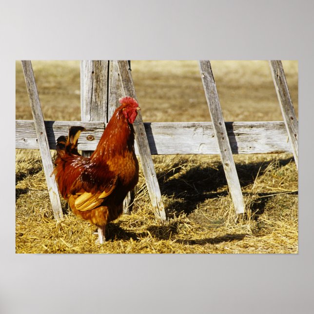 Rhode Island Red Rooster Poster (Front)