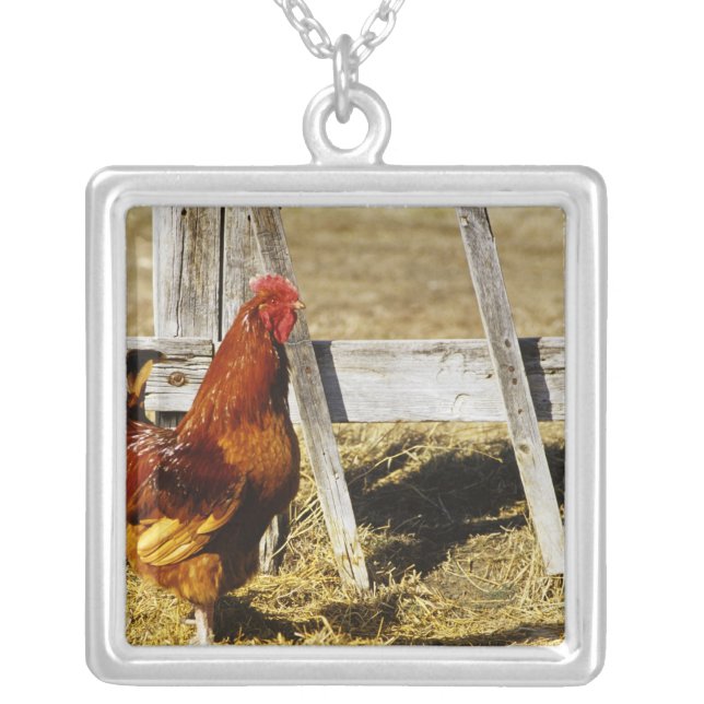 Rhode Island Red Rooster Silver Plated Necklace (Front)