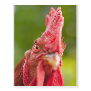 Rhode Island Red Rooster Temporary Tattoos
