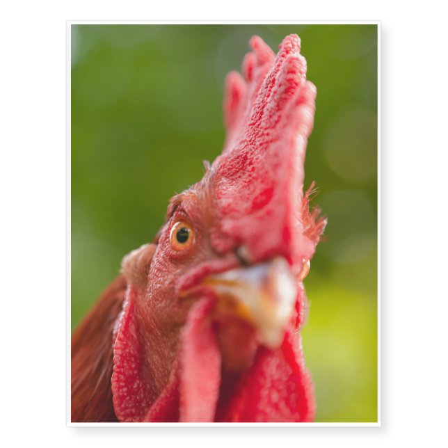 Rhode Island Red Rooster Temporary Tattoos (Front)