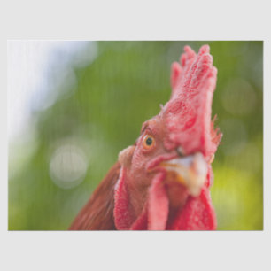 Rhode Island Red Rooster Tissue Paper