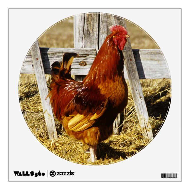 Rhode Island Red Rooster Wall Sticker (Front)