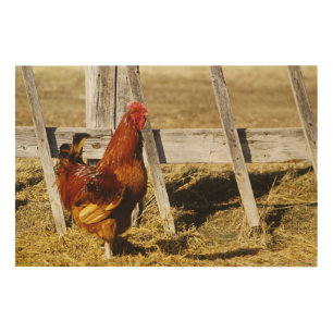 Rhode Island Red Rooster Wood Wall Decor