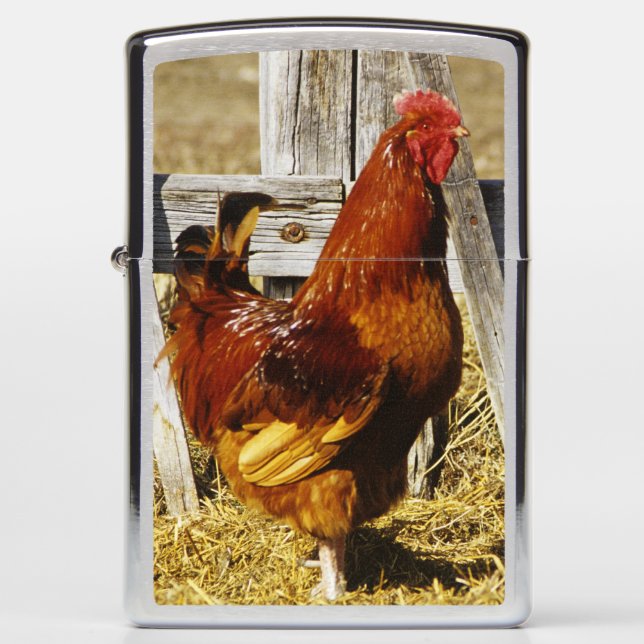 Rhode Island Red Rooster Zippo Lighter (Front)