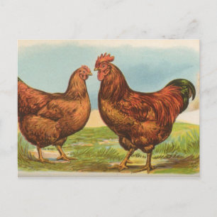 Rhode Island Reds Postcard
