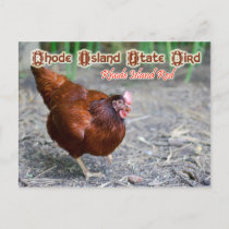 Rhode Island State Bird: Rhode Island Red Postcard