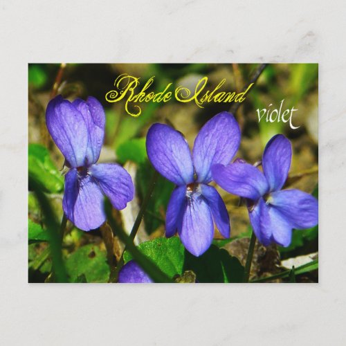 Rhode Island State Flower Violet Postcard