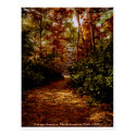 Rhodedendrum Walk, vintage USA postcard