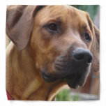 Rhodesian Ridgeback Bandana
