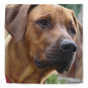 Rhodesian Ridgeback Bandana