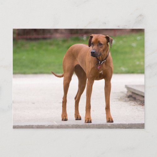 Rhodesian Ridgeback beautiful photo Postcard