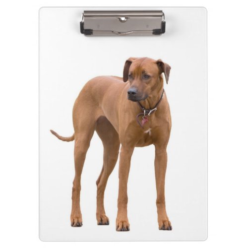 Rhodesian Ridgeback  Brown Dog Photo Clipboard