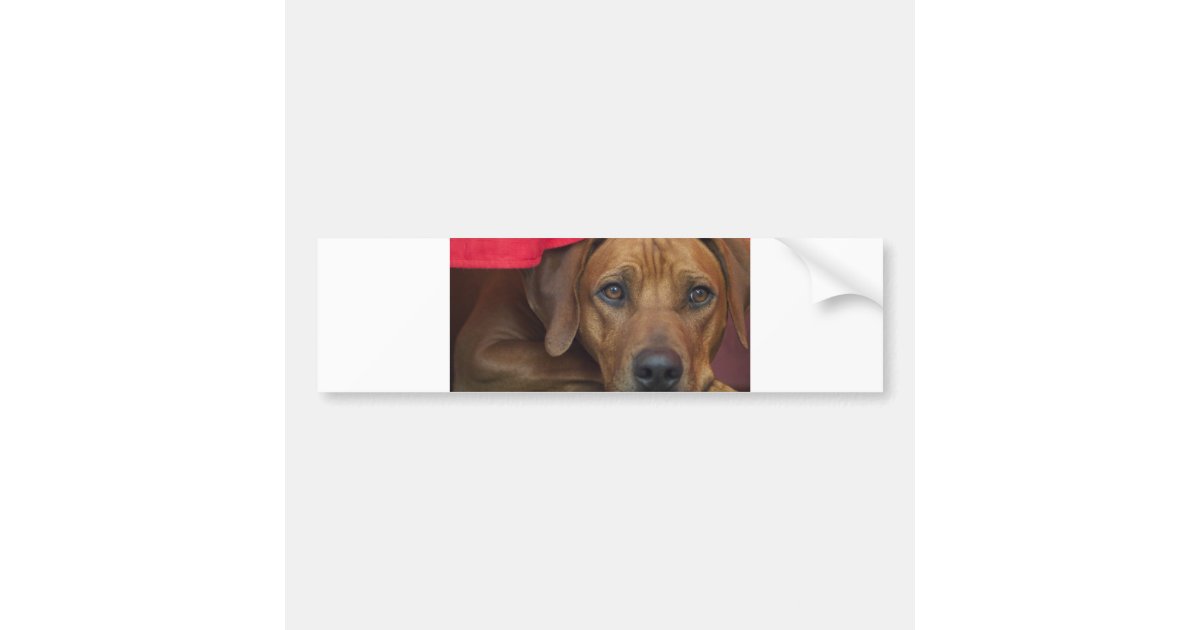 rhodesian-ridgeback bumper sticker | Zazzle