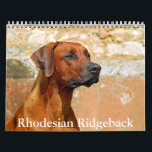 Rhodesian Ridgeback Calendar<br><div class="desc">A Calendar with 12 different pictures of Rhodesian Ridgeback</div>