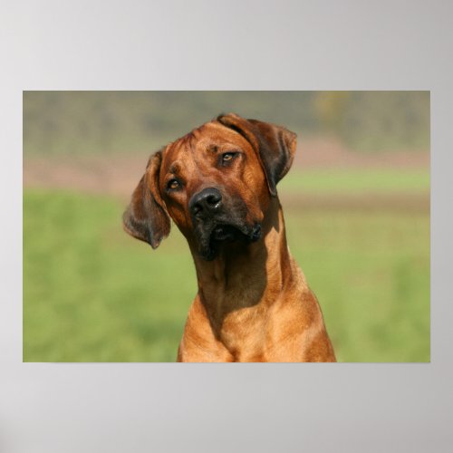 Rhodesian Ridgeback canvas print