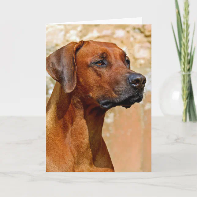 Rhodesian ridgeback card | Zazzle