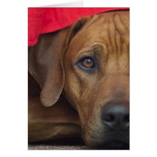 rhodesian-ridgeback cards (Front)